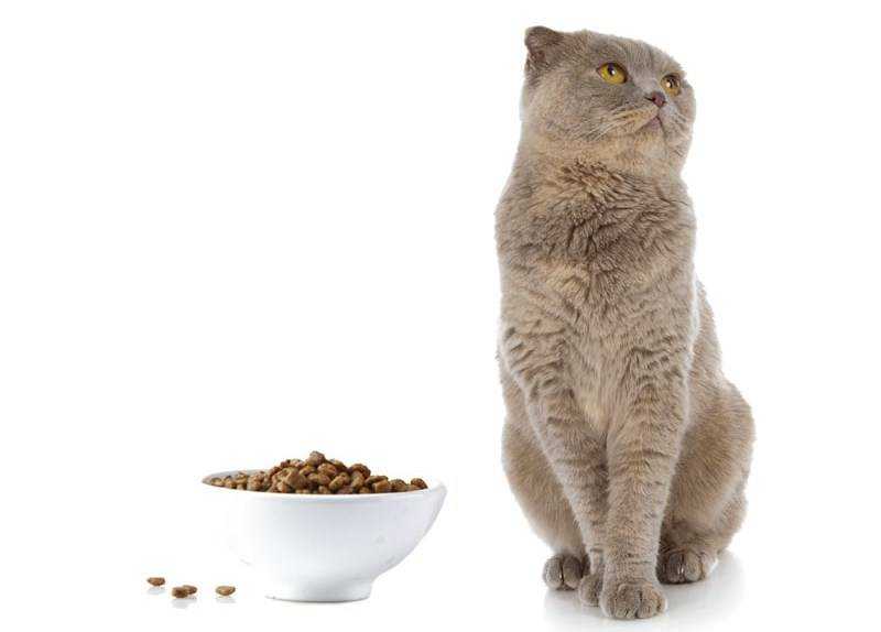 Кошка не ест: причины и решения | optimeal