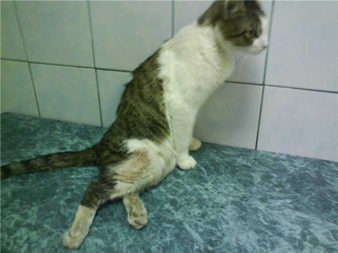 Неспецифическое воспаление кишечника у кошек (innflammatory bowel disease)