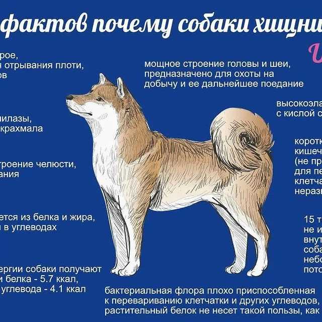 Что делать, если собака сильно линяет: норма линьки, как выявить патологическую потерю шерсти, уход за собакой в период линьки