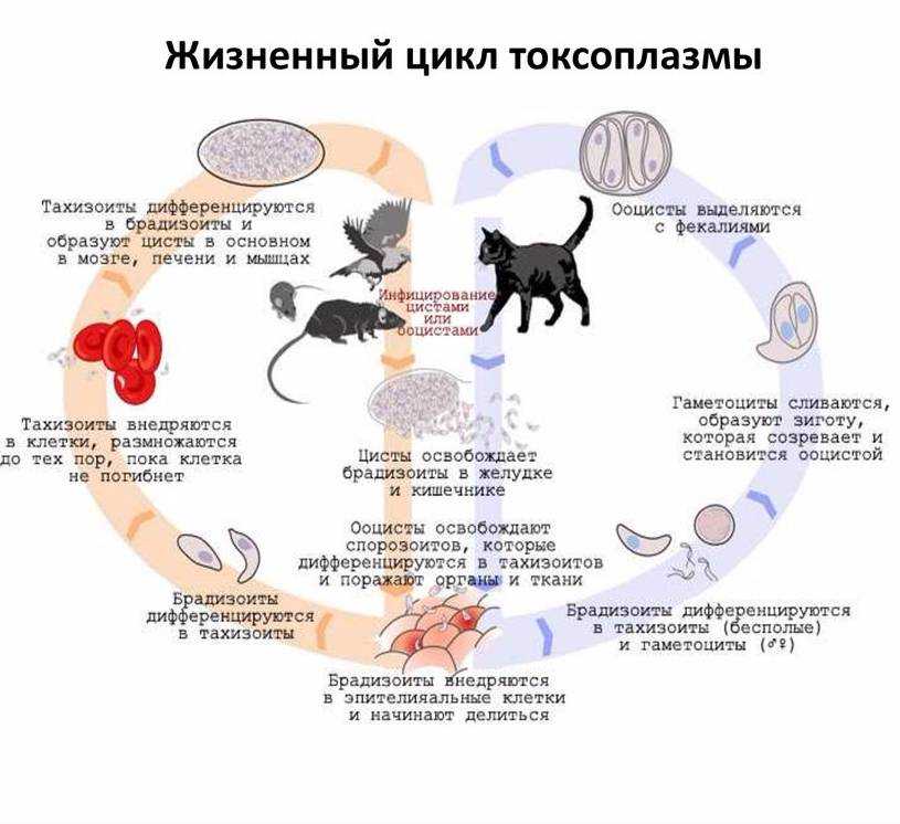 Сердечные паразиты собак - дирофиляриоз