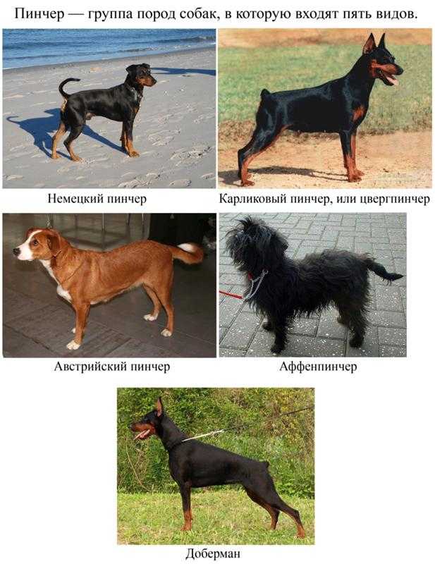 Пинчеры (61 фото): особенности группы собак, описание щенков австралийского, японского и королевского вида. как выглядит стандартный пинчер?