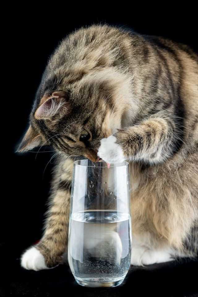 Кошка много пьет воды - причины повышенной жажды