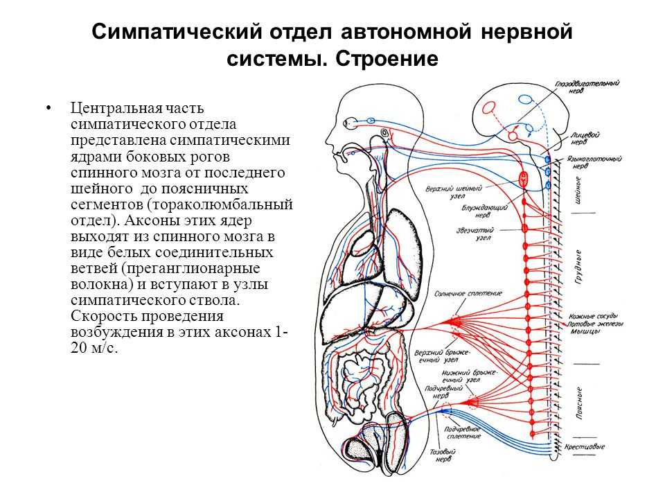 ᐉ анатомия кошки - ➡ motildazoo.ru