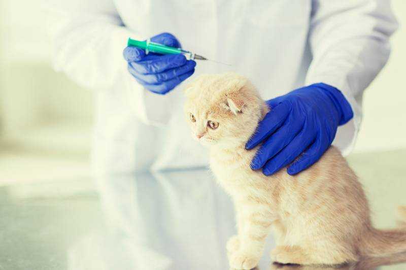Сейчас уже мало кто задается вопросом, нужна ли вообще прививка от бешенства котенку. Опасность этого заболевания, приводящего к смерти питомца