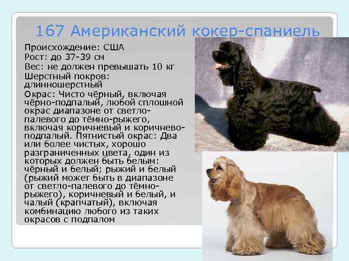 Харьер собака. описание, особенности, уход и цена харьера | sobakagav.ru