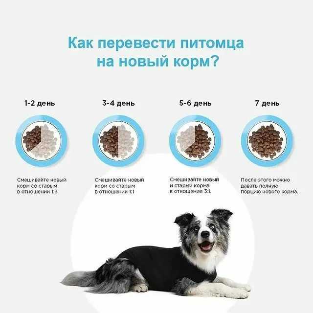 Лечебный корм для собак: правила кормления
