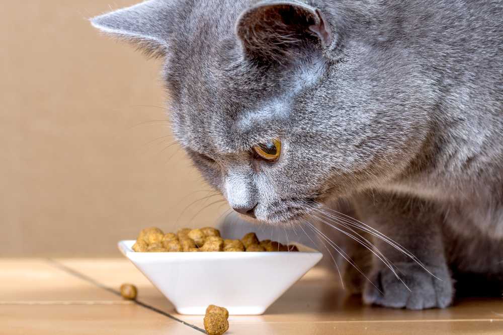 Почему кошка плохо ест