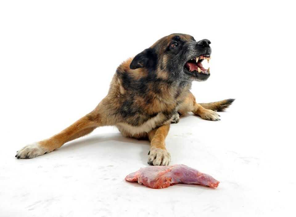 Синдром ярости: идиопатическая агрессия у собак - признаки, причины, коррекция