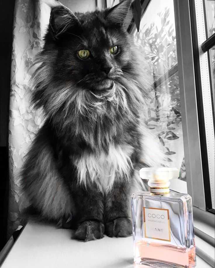 Мейн-кун окраса черный дым - фото котят