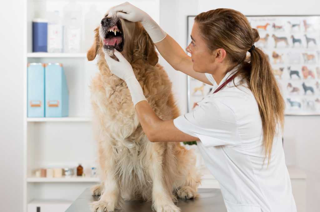 Собака плохо пахнет: причины, как избежать неприятного запаха | блог ветклиники "беланта"