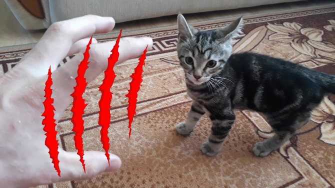 Кошка кусает меня за руки: зачем она это делает?