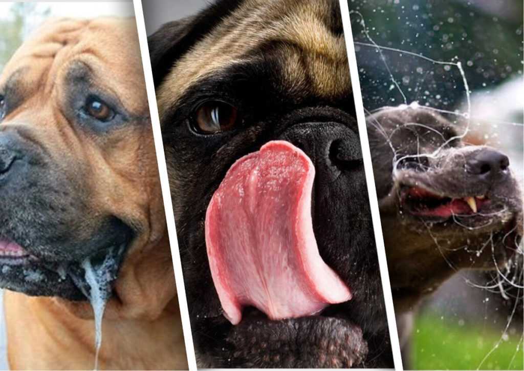 3 причины, почему у собаки текут слюни изо рта: причины и как помочь