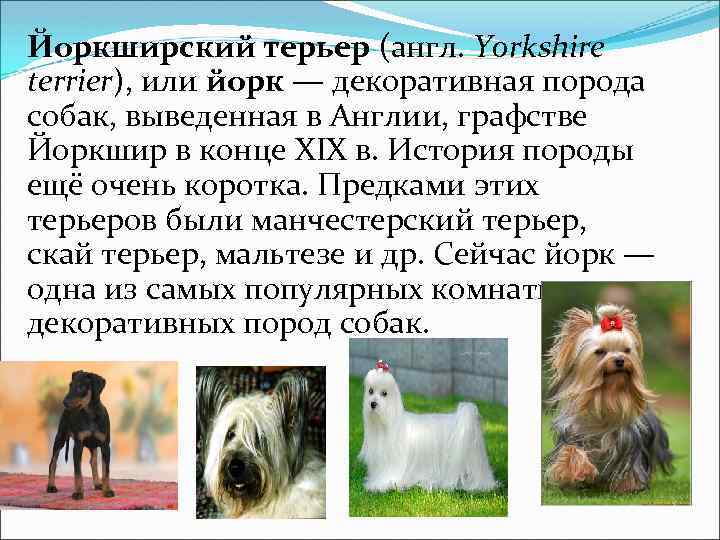 Йоркширский терьер: история породы, особенности, выбор щенка, содержание, здоровье (83 фото + видео)