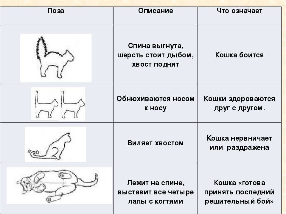 8 фактов о кошачьих хвостах: описание и инфографика