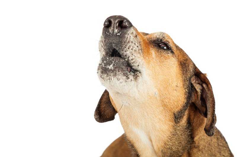 Почему воет собака: причины и приметы такого поведения