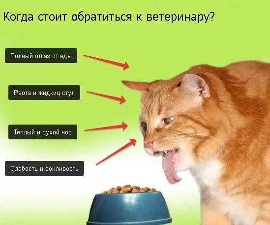 Сколько дней кошка может не есть