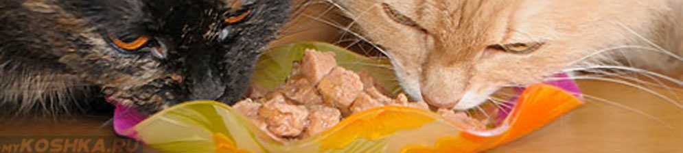 Кошку рвёт после сухого корма: причины и решение проблемы