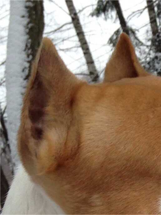 Удаление голосовых связок у собаки. Купированные уши у собак.