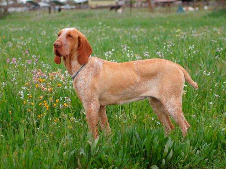 Бордосский дог: фото и описание породы, все о собаке французский мастиф, уход, характер собаки и щенка