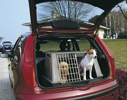 Перевозка собак в машине: правила и особенности