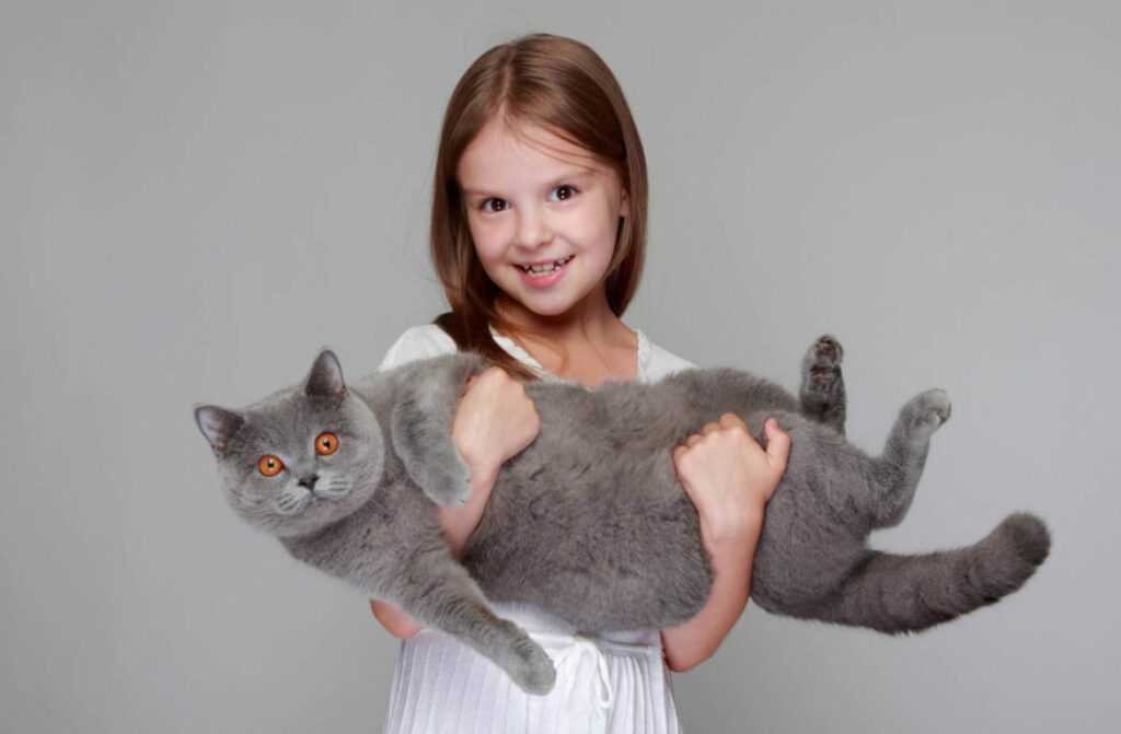 Породы кошек для детей, фото и названия: какого питомца лучше выбрать для малыша?