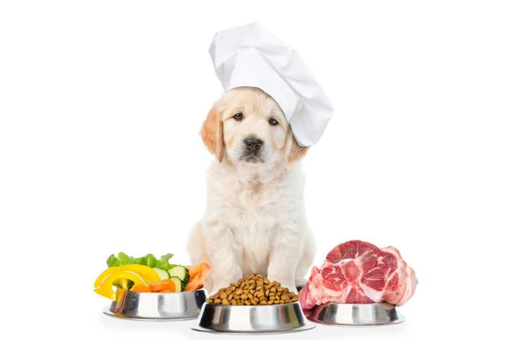 Собаки, кормление щенков, рацион питания и выбор корма