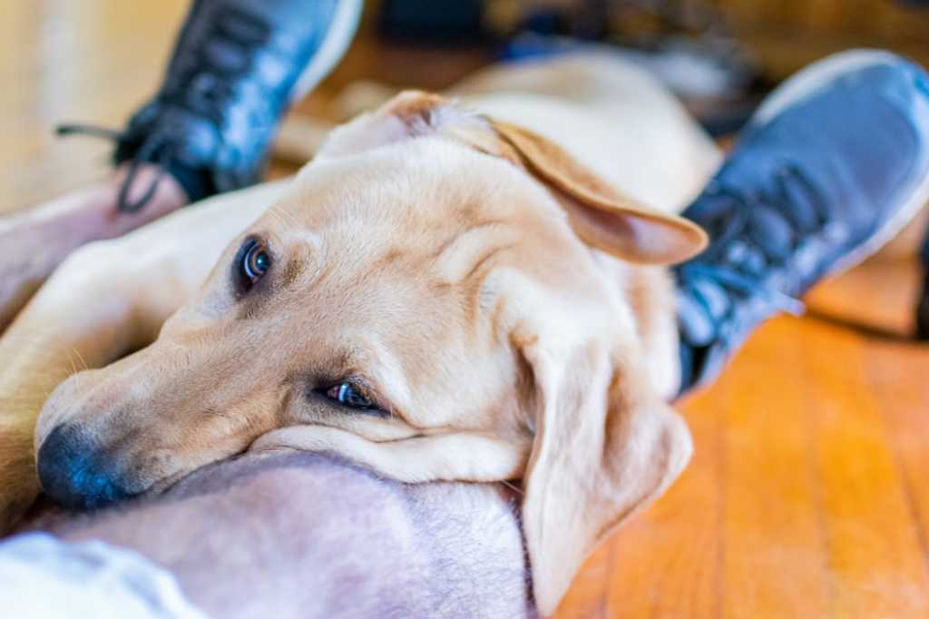 Шумовые фобии. как помочь собаке пережить грозу