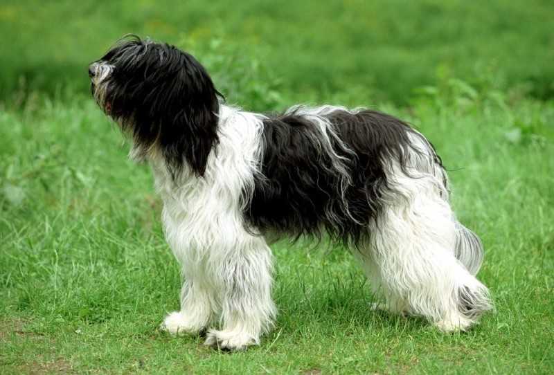 Шапендуа: описание породы собак