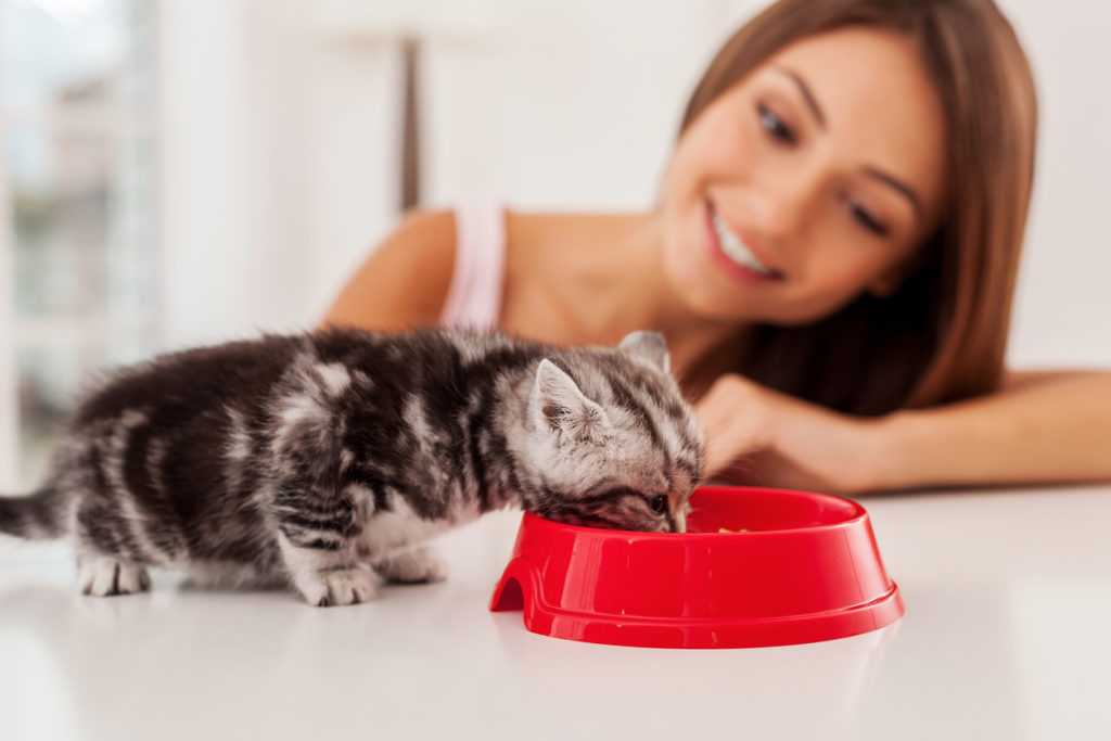 Как приучить котенка к сухому корму?