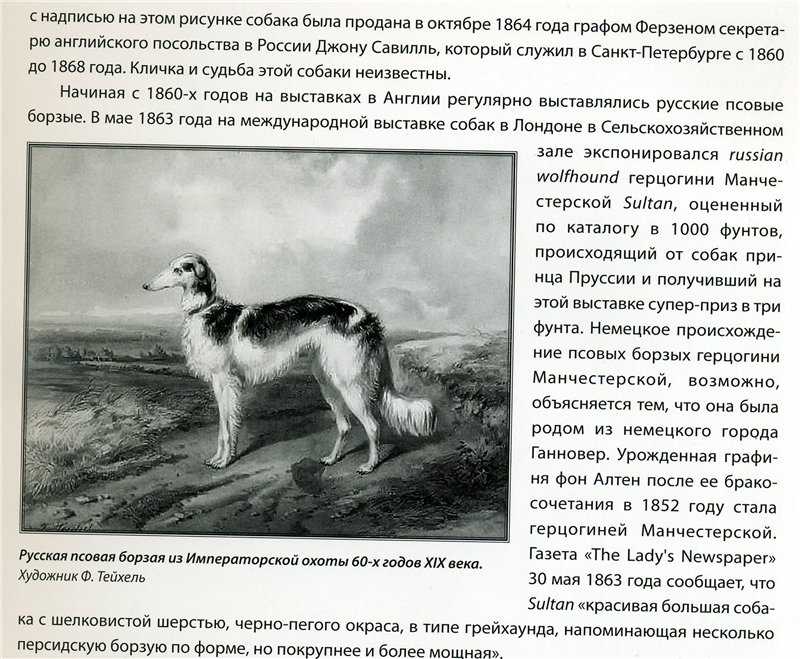 Русская псовая борзая: идеальный домашний питомец и неутомимый охотник