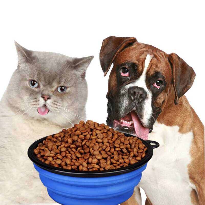 Как правильно кормить домашнего кота