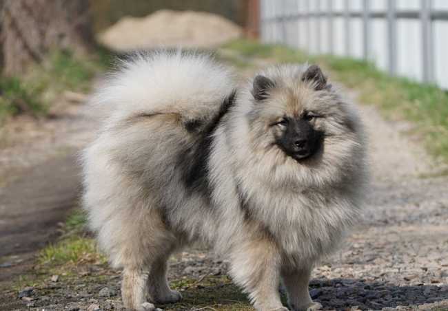 Описание породы собак кеесхонд (немецкий вольфшпиц) с отзывами владельцев и фото