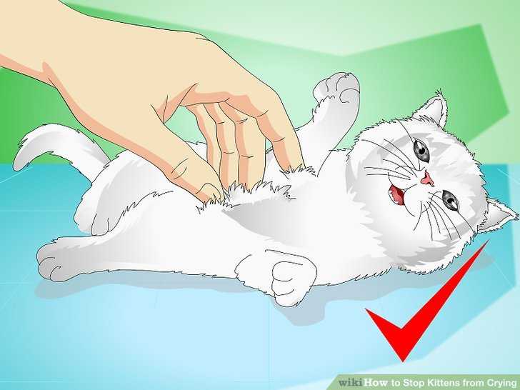 Как подружить взрослую кошку с новым котёнком