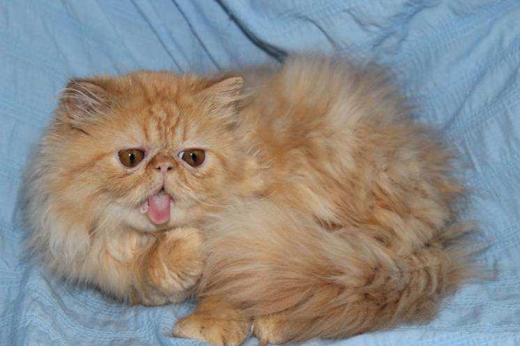 Сколько живут персидские. Перс экзот персиковый. Королевский персидский кот. Красная Персидская кошка. Кот перс персикового цвета.