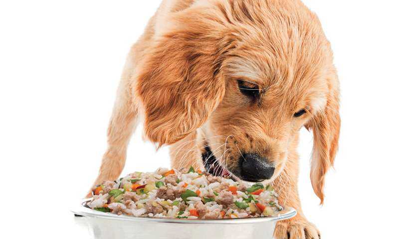 Норма корма для собак - сколько корма нужно собаке в день, таблицы | petguru