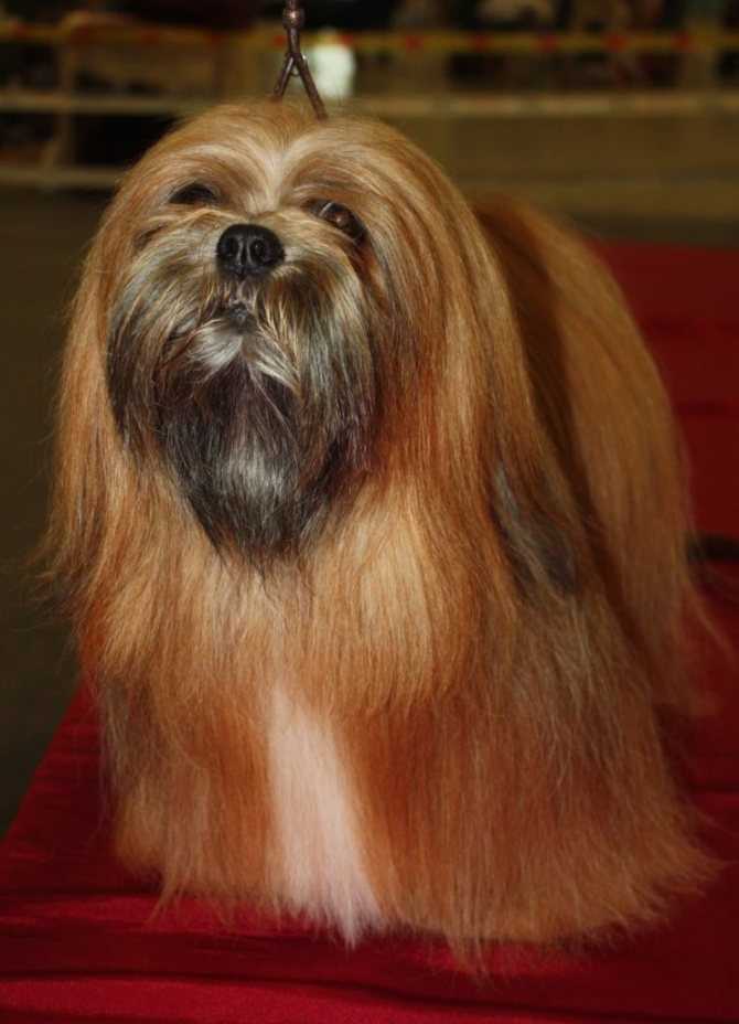 Порода собак лхаса апсо: фото, цена и особенности