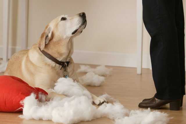 Как отучить собаку грызть вещи: проверенные способы