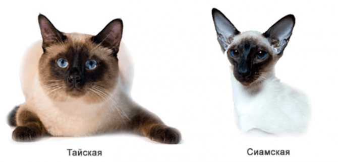 Тайская кошка (110 фото): цена котенка, факты, стандарты породы, плюсы и минусы характера