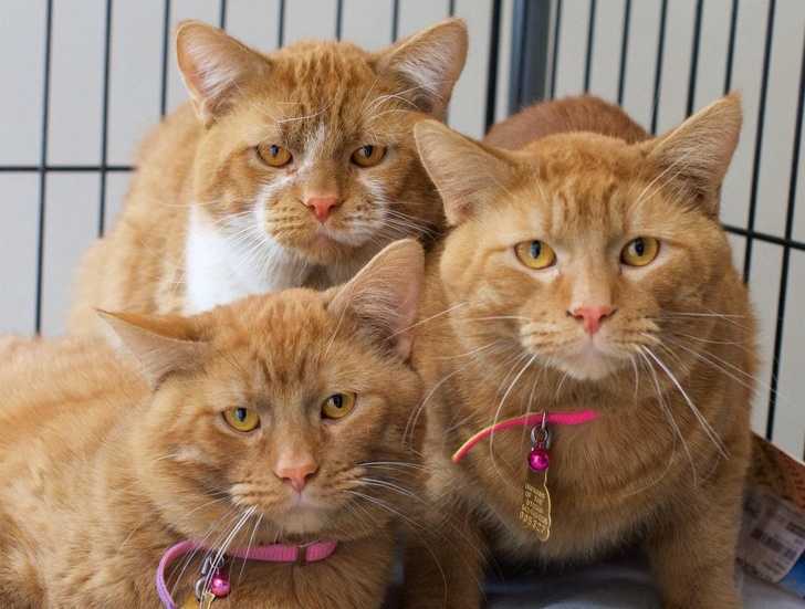 Рыжие коты: список короткошерстных и пушистых пород