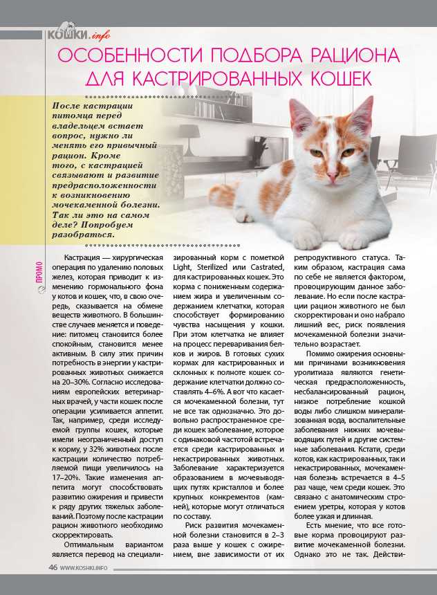 Потеют ли кошки: особенности выделительной системы, возможные проблемы терморегуляции и методы их решения