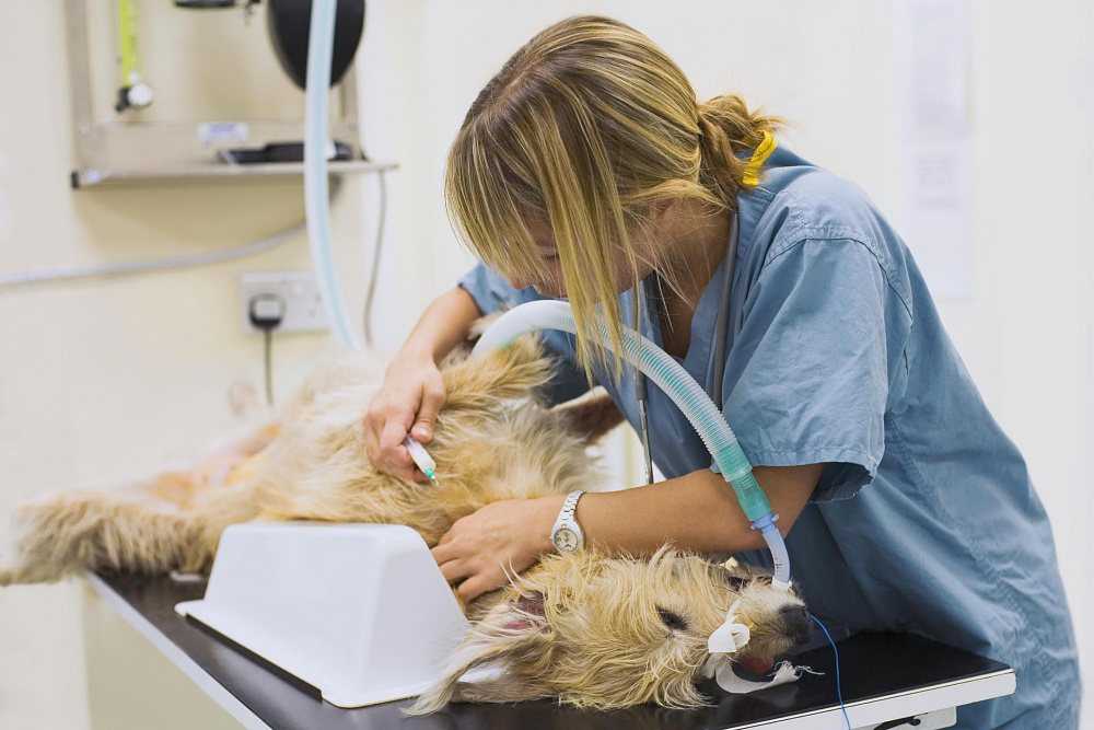 Течка после стерилизации у собак | zoosecrets