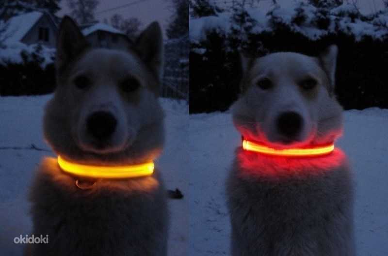 Как пользоваться светящимся ошейником для собаки