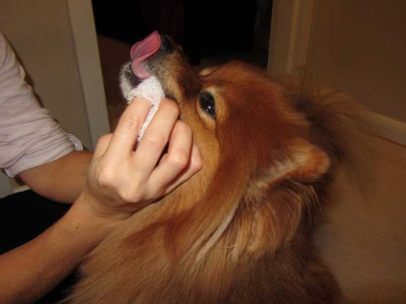 Причины появления неприятного запаха изо рта собаки, лечение и профилактика