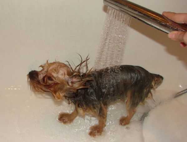 Моем собаку правильно: можно ли купать в жару, лапы после прогулки, нужно ли в домашних условиях