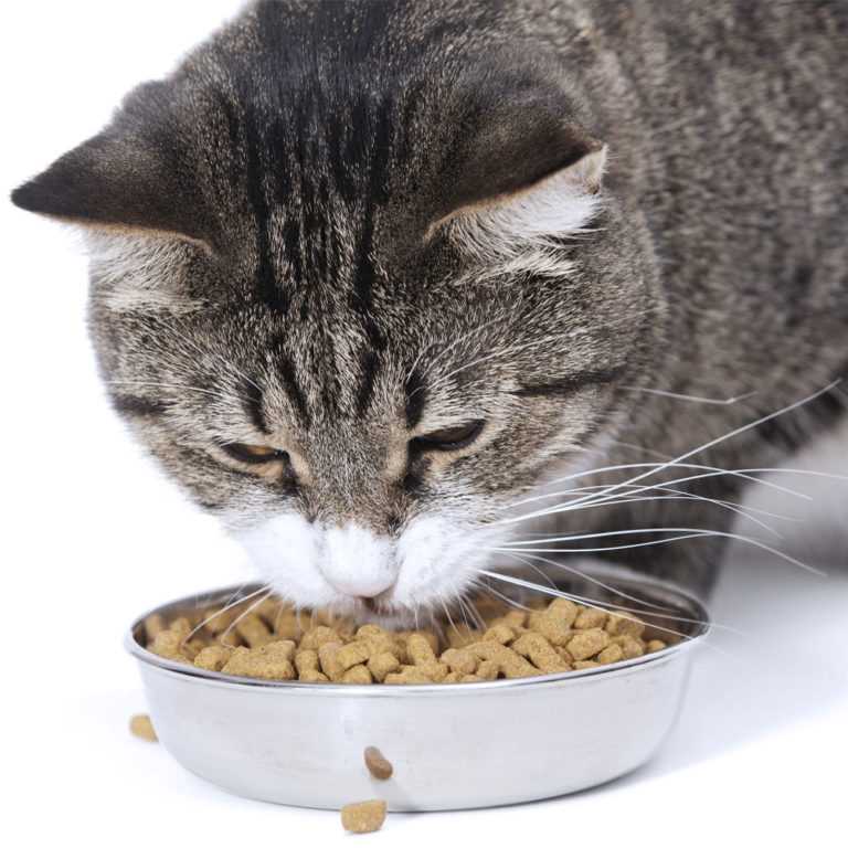 Почему кошка плохо ест: плохой аппетит у кошки - симптом заболевания или нормальное явление?