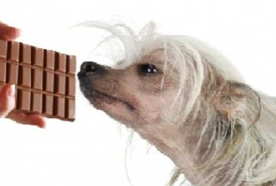 Можно ли собакам шоколад? почему собакам нельзя шоколад?