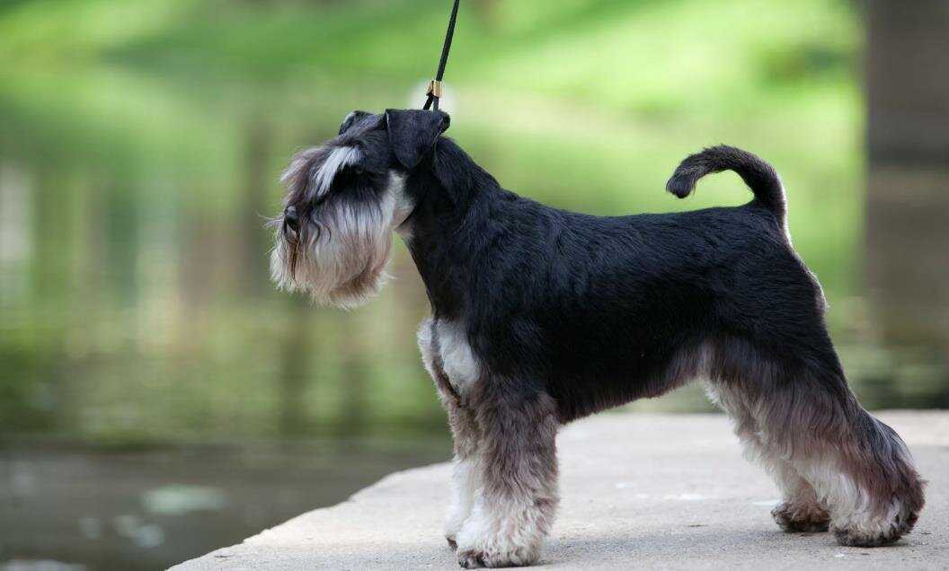Цвергшнауцер фото, цена щенка, отзывы владельцев о собаке, описание породы