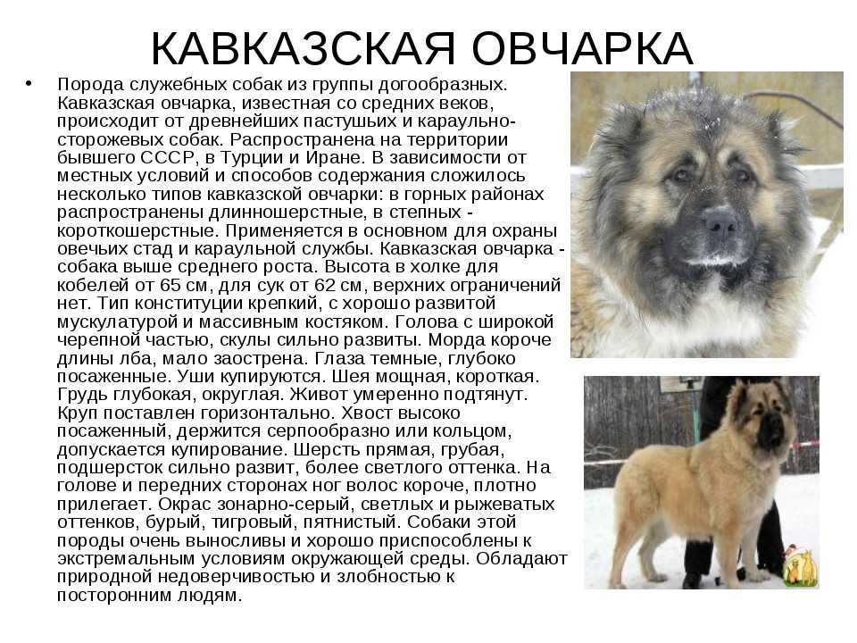 Кавказская овчарка: характеристика породы и рассказ о том, как выглядит взрослая собака, а также вы узнаете цену щенка в россии и за рубежом