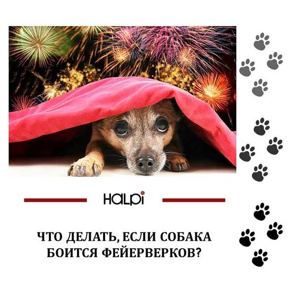 Собака бросается на людей на улице?кто виноват?что делать? (wolcha.ru)