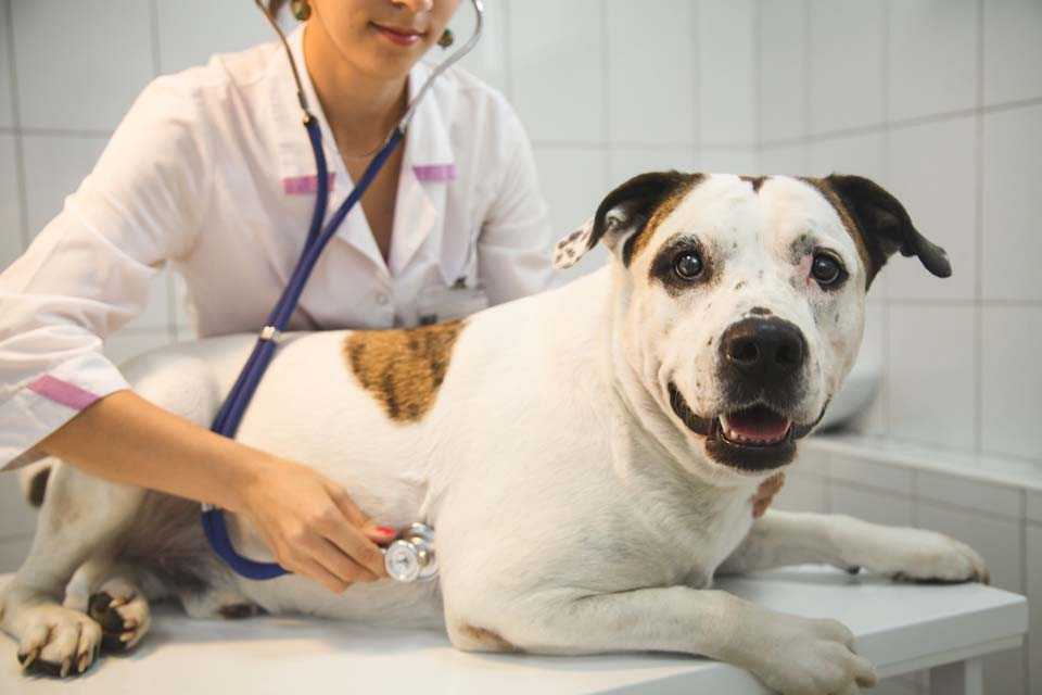 Ветеринарная клиника
